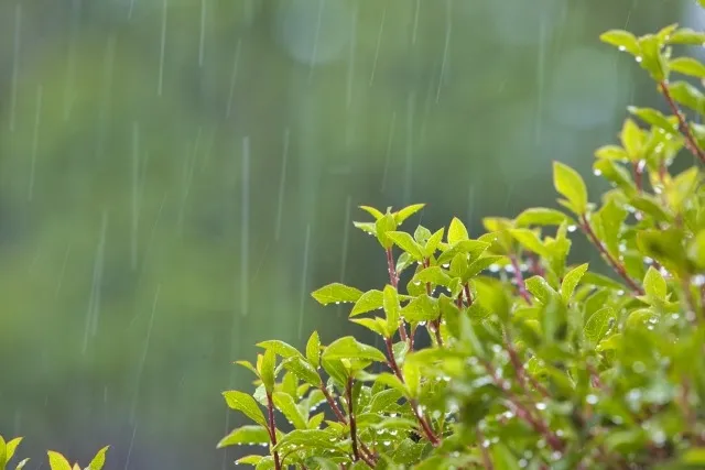 風災で雨漏り！火災保険で修理できる？初期対応と請求のポイント